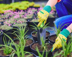 Pracownik szkółki roślin bylinowych