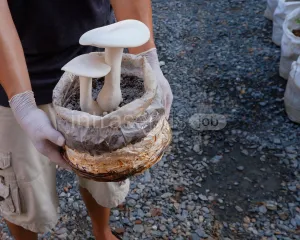 Pracownik na farmie grzybów egzotycznych i pieczarek